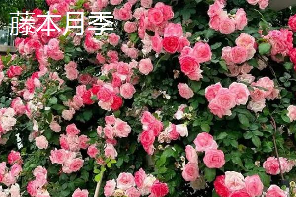 月季花的果实怎么处理，果实可以用来播种