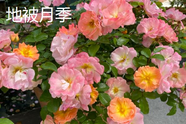 月季花的果实怎么处理，果实可以用来播种