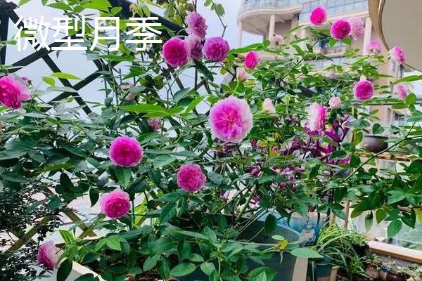 月季花的果实怎么处理，果实可以用来播种