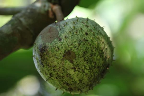 刺番荔枝的特点，果皮带刺呈暗绿色、内含白色的果肉