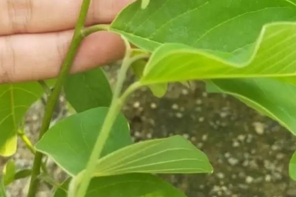 刺番荔枝的特点，果皮带刺呈暗绿色、内含白色的果肉