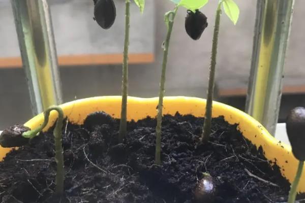 刺番荔枝的特点，果皮带刺呈暗绿色、内含白色的果肉