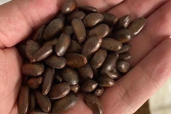 刺番荔枝的特点，果皮带刺呈暗绿色、内含白色的果肉