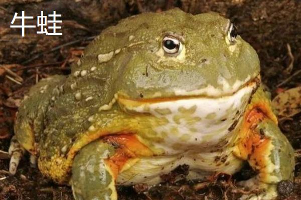 牛蛙和癞蛤蟆有什么区别，体色和生活环境均不同