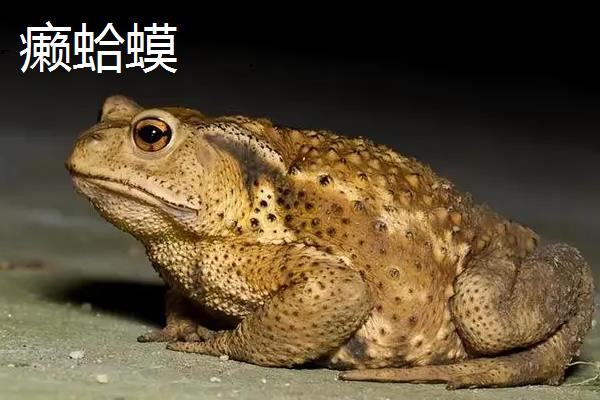 牛蛙和癞蛤蟆有什么区别，体色和生活环境均不同
