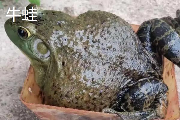 牛蛙和癞蛤蟆有什么区别，体色和生活环境均不同