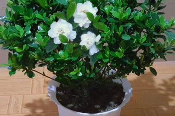 栀子花掉花骨朵的原因，可能是长时间暴晒或浇水过多所致