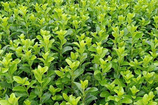 冬青是不是藤本植物，不是藤本植物而是常绿乔木