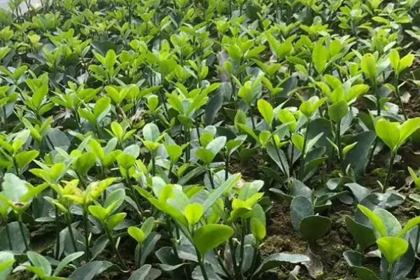 冬青是不是藤本植物，不是藤本植物而是常绿乔木
