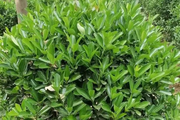冬青是不是藤本植物，不是藤本植物而是常绿乔木
