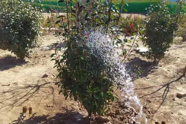 冬青是不是藤本植物，不是藤本植物而是常绿乔木