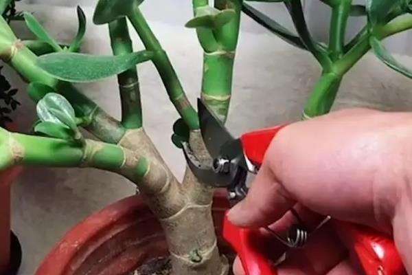 玉树如何催花，每隔十天施加一次兑水稀释的饼肥
