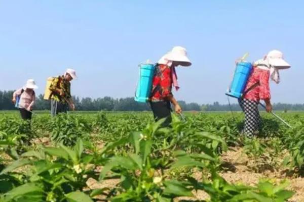 辣椒适合用什么肥料，种植前使用农家肥作为基肥