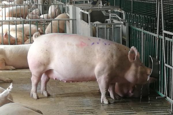 养猪怎样才能提前出栏，可选择预混料或者浓缩料饲喂