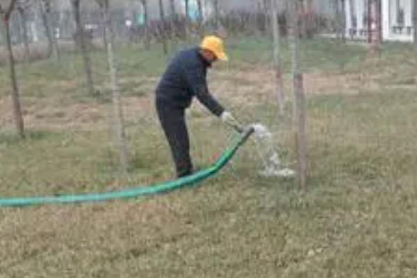 柿子幼树如何越冬，在土壤冻结前灌1次冻水