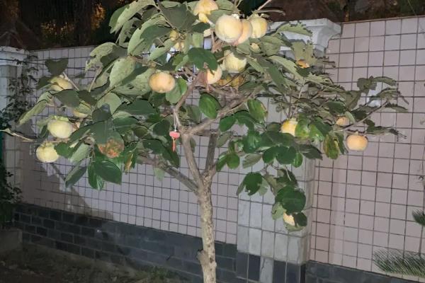 柿子幼树如何越冬，在土壤冻结前灌1次冻水