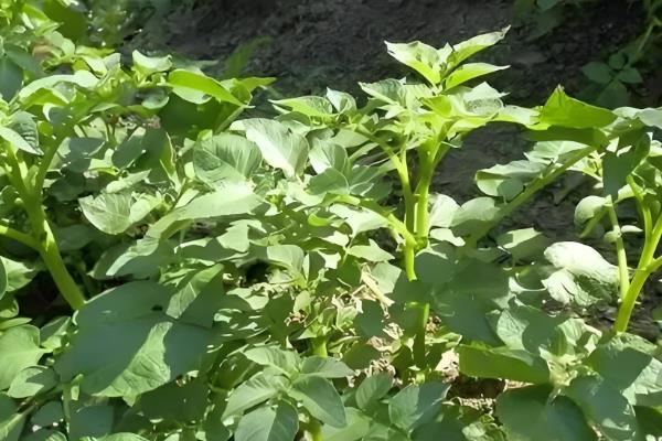 8月份能不能种土豆，8月份不适合种植土豆