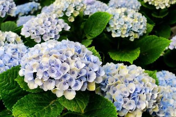 为什么绣球花会变色，是因为它含有一种花色素苷