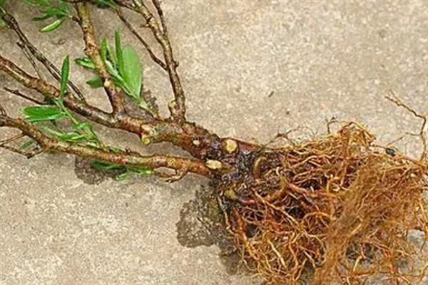 杜鹃花的养护方法，每天可接受4-6小时散光