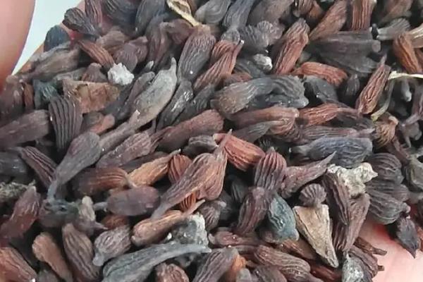 百部的田间管理方法，根据土壤的实际情况合理的进行中耕除草