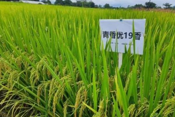 青香优19香的特征特性，全生育期为110-112天
