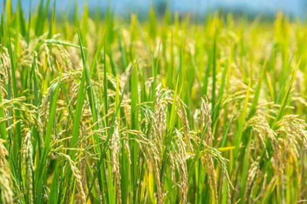 六月份是收获水稻还是小麦，二者均可在此时收获