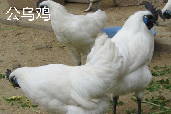 怎么区分乌鸡的公母，鸡冠、叫声均不同
