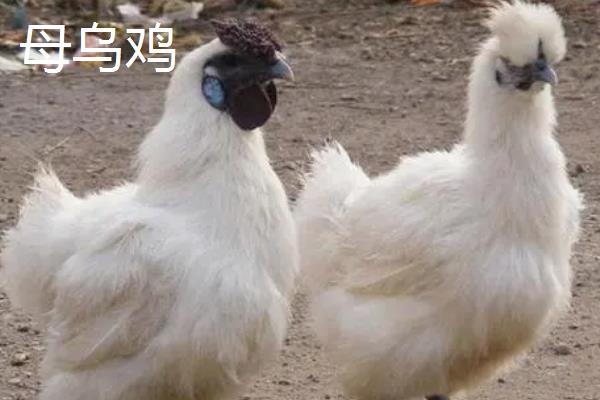 怎么区分乌鸡的公母，鸡冠、叫声均不同