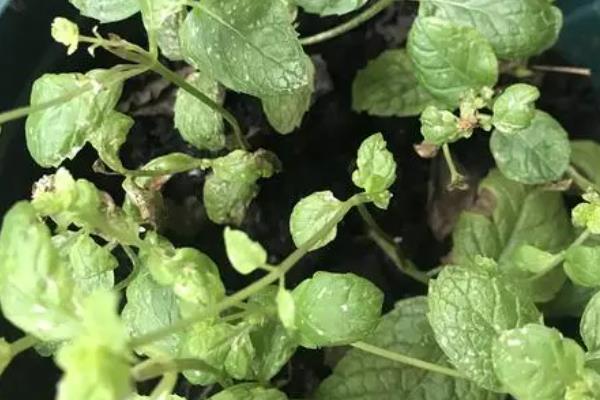 盆栽薄荷的叶片长白斑如何处理，根据不同的发生原因采取不同的措施
