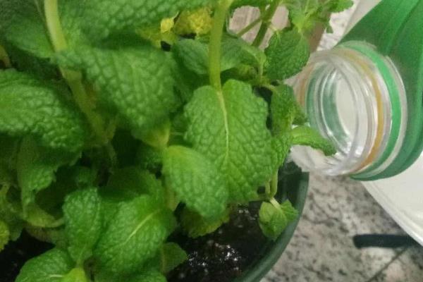 盆栽薄荷的叶片长白斑如何处理，根据不同的发生原因采取不同的措施