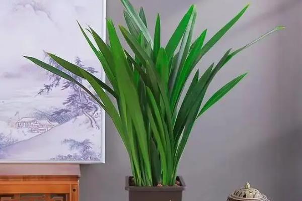 叶子又长又宽是哪种兰花，是指墨兰