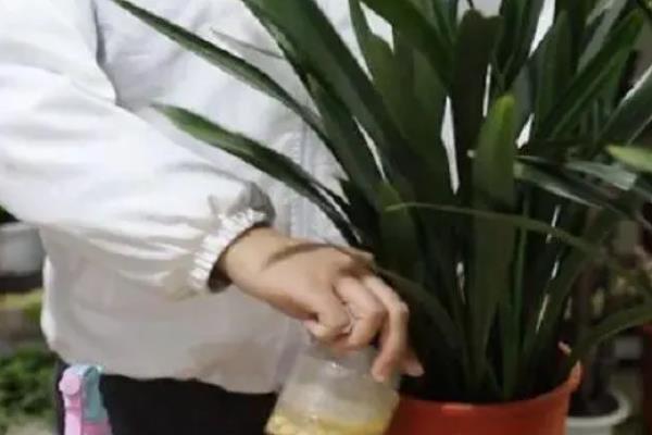 叶子又长又宽是哪种兰花，是指墨兰