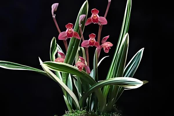 叶子又长又宽是哪种兰花，是指墨兰