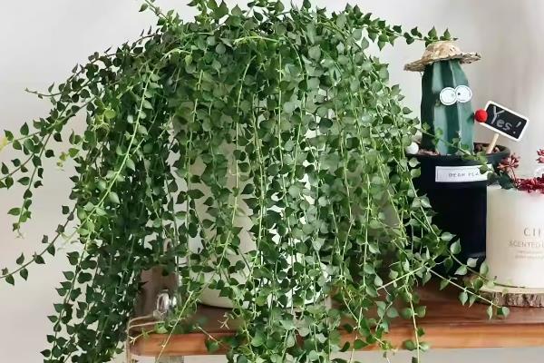 百万心吊兰能放卧室吗，观赏价值高可以放在卧室