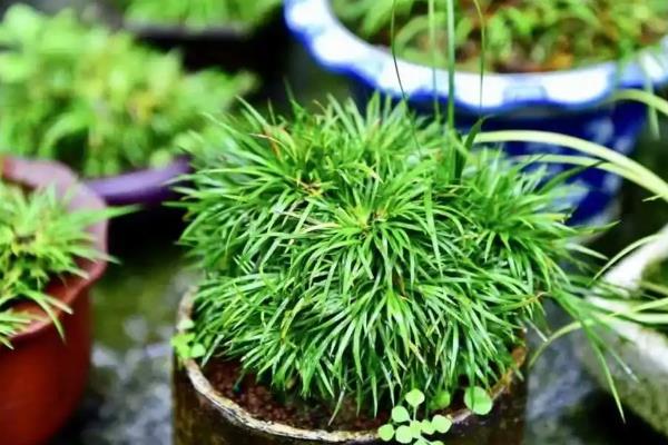 菖蒲相关介绍，属于天南星科、菖蒲属植物