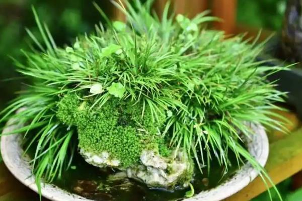 菖蒲相关介绍，属于天南星科、菖蒲属植物