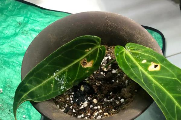 火鹤如何养殖，应每隔2-3年应换一次盆