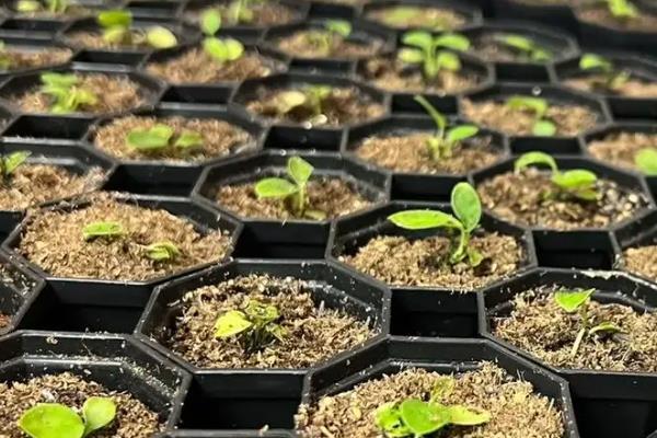 火鹤如何养殖，应每隔2-3年应换一次盆