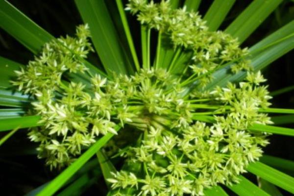 散尾葵开花的样子，花开在叶鞘下面