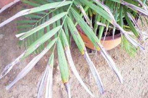 散尾葵开花的样子，花开在叶鞘下面