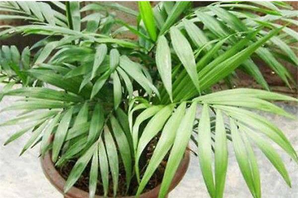 散尾葵开花的样子，花开在叶鞘下面