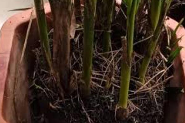 散尾葵开花的样子，花开在叶鞘下面