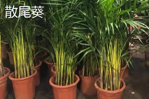 散尾葵开花的样子，花开在叶鞘下面