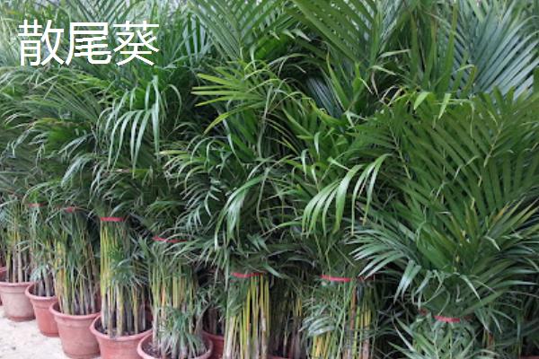 散尾葵开花的样子，花开在叶鞘下面