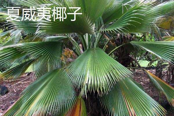 散尾葵开花的样子，花开在叶鞘下面