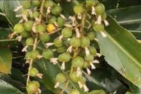 砂仁适合用什么土种植，选择湿润、有机物含量丰富的土壤为佳