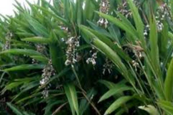 砂仁适合用什么土种植，选择湿润、有机物含量丰富的土壤为佳