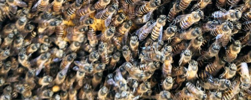 养殖中蜂控制分蜂热的方法，以下措施可视实际情况采取