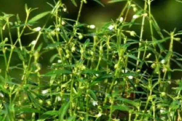 蛇舌草的种类，只有1个品种