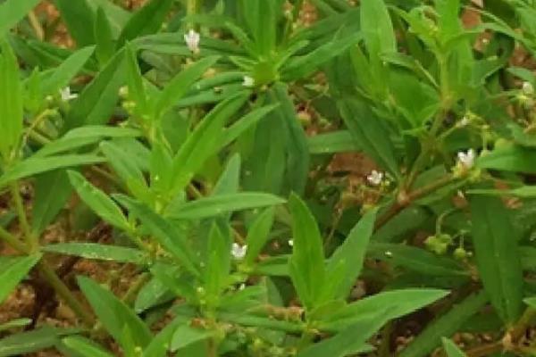 蛇舌草的种类，只有1个品种